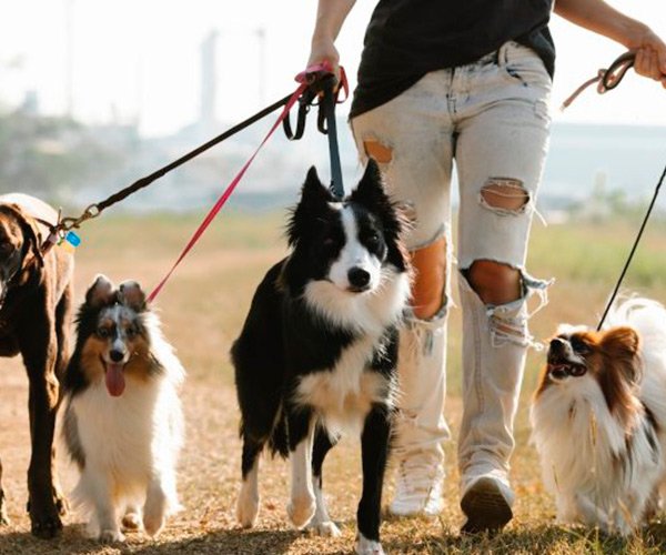 perros