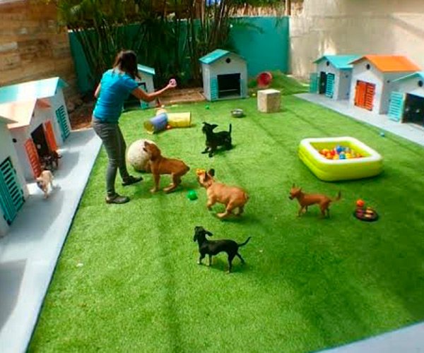 patio con perros
